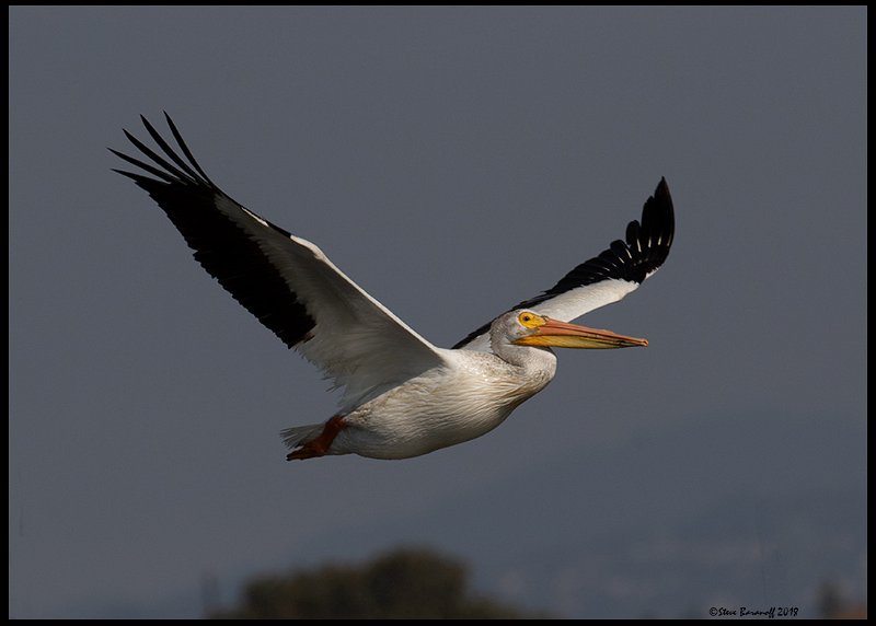_8SB9648 american white pelican.jpg